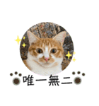 ご縁結び猫ゴエンちゃんパート2（個別スタンプ：37）