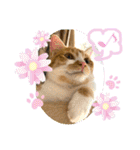 ご縁結び猫ゴエンちゃんパート2（個別スタンプ：38）