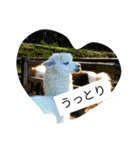 ZOOなかま（個別スタンプ：4）