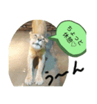 ZOOなかま（個別スタンプ：17）