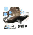ZOOなかま（個別スタンプ：24）
