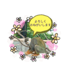 ZOOなかま（個別スタンプ：31）