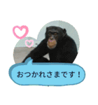 ZOOなかま（個別スタンプ：38）