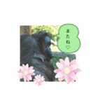 ZOOなかま（個別スタンプ：40）
