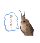 デイリーしーこ（個別スタンプ：4）