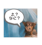 こたの1日 part 2（個別スタンプ：1）