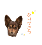 こたの1日 part 2（個別スタンプ：4）