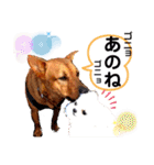 あか松＆うに（個別スタンプ：1）