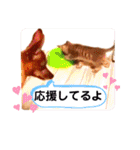 あか松＆うに（個別スタンプ：4）