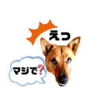 あか松＆うに（個別スタンプ：7）