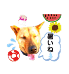 あか松＆うに（個別スタンプ：11）