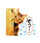 あか松＆うに（個別スタンプ：12）