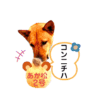 あか松＆うに（個別スタンプ：16）