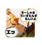 あか松＆うに（個別スタンプ：22）