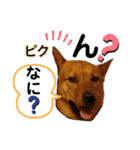あか松＆うに（個別スタンプ：23）