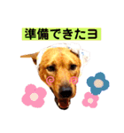 あか松＆うに（個別スタンプ：30）