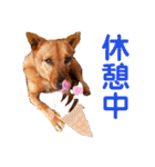あか松＆うに（個別スタンプ：31）
