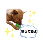 あか松＆うに（個別スタンプ：34）