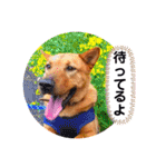 あか松＆うに（個別スタンプ：35）