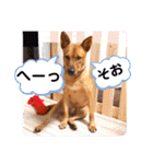 あか松＆うに（個別スタンプ：36）