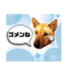 あか松＆うに（個別スタンプ：37）
