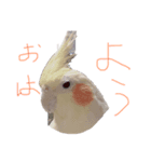 いろいろスタンプw（個別スタンプ：1）