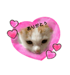 茶々丸まる（個別スタンプ：7）
