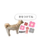 まろちゃん大先生2（個別スタンプ：15）