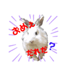 プリンフェスティバル（個別スタンプ：4）