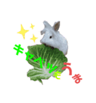 プリンフェスティバル（個別スタンプ：8）