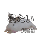 プリンフェスティバル（個別スタンプ：9）