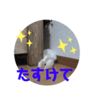 プリンフェスティバル（個別スタンプ：10）