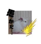 プリンフェスティバル（個別スタンプ：11）