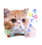 だいずスタンプ4（個別スタンプ：5）