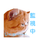だいずスタンプ4（個別スタンプ：8）