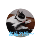 るちぇ、の日常語（個別スタンプ：1）