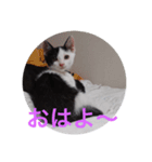 るちぇ、の日常語（個別スタンプ：2）