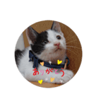 るちぇ、の日常語（個別スタンプ：3）