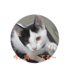 るちぇ、の日常語（個別スタンプ：4）