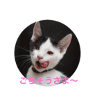 るちぇ、の日常語（個別スタンプ：5）