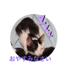 るちぇ、の日常語（個別スタンプ：6）