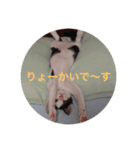るちぇ、の日常語（個別スタンプ：7）