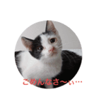 るちぇ、の日常語（個別スタンプ：8）