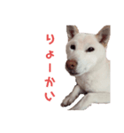 わが家のニコ（個別スタンプ：1）
