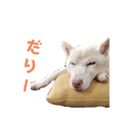 わが家のニコ（個別スタンプ：2）