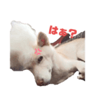 わが家のニコ（個別スタンプ：5）