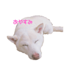 わが家のニコ（個別スタンプ：8）