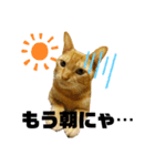 ポーカーにゃんこ2（個別スタンプ：7）