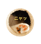 三毛猫つむぎ（個別スタンプ：1）