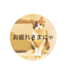 三毛猫つむぎ（個別スタンプ：2）